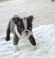 AKC boy 3, a male Boston Terrier for sale in Jonesboro, LA – 1 of 8
