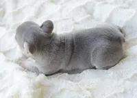 AKC blue, a female French Bulldog for sale in Jonesboro, LA – 7 of 10