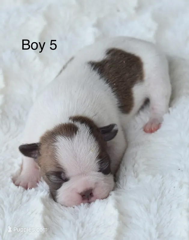AKC boy 5 – Boston Terrier puppy for sale in Jonesboro, LA