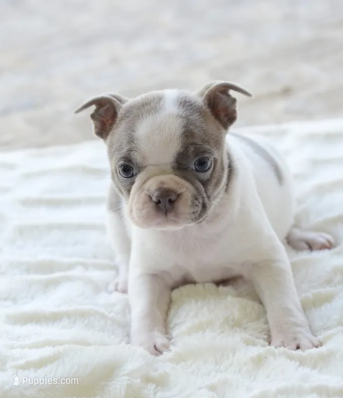 AKC girl 2 – Boston Terrier puppy for sale in Jonesboro, LA