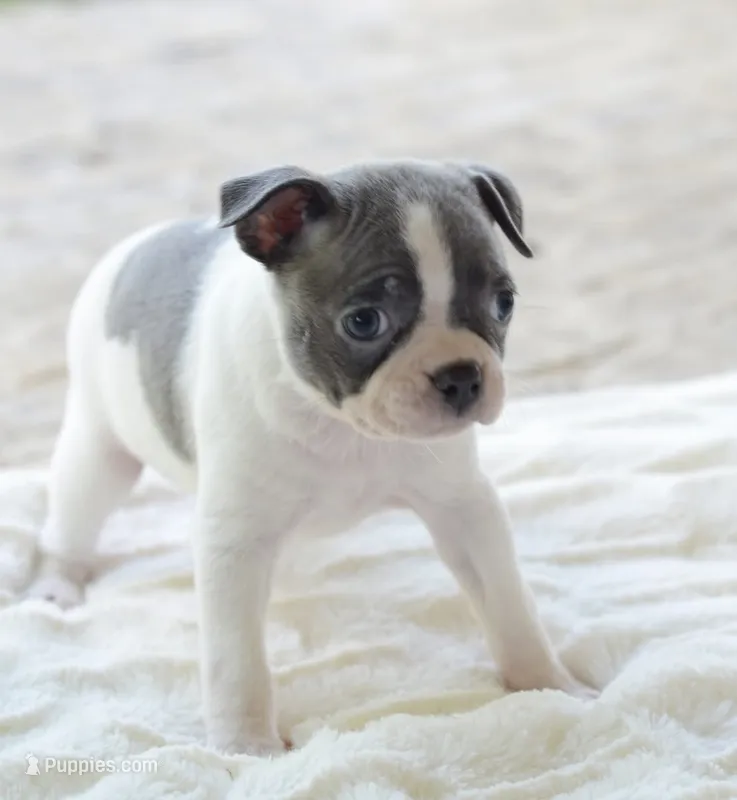 AKC girl 5 – Boston Terrier puppy for sale in Jonesboro, LA