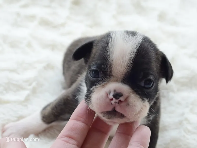 AKC boy 3 – Boston Terrier puppy for sale in Jonesboro, LA
