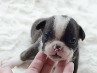 AKC boy 3, a male Boston Terrier for sale in Jonesboro, LA – 3 of 8