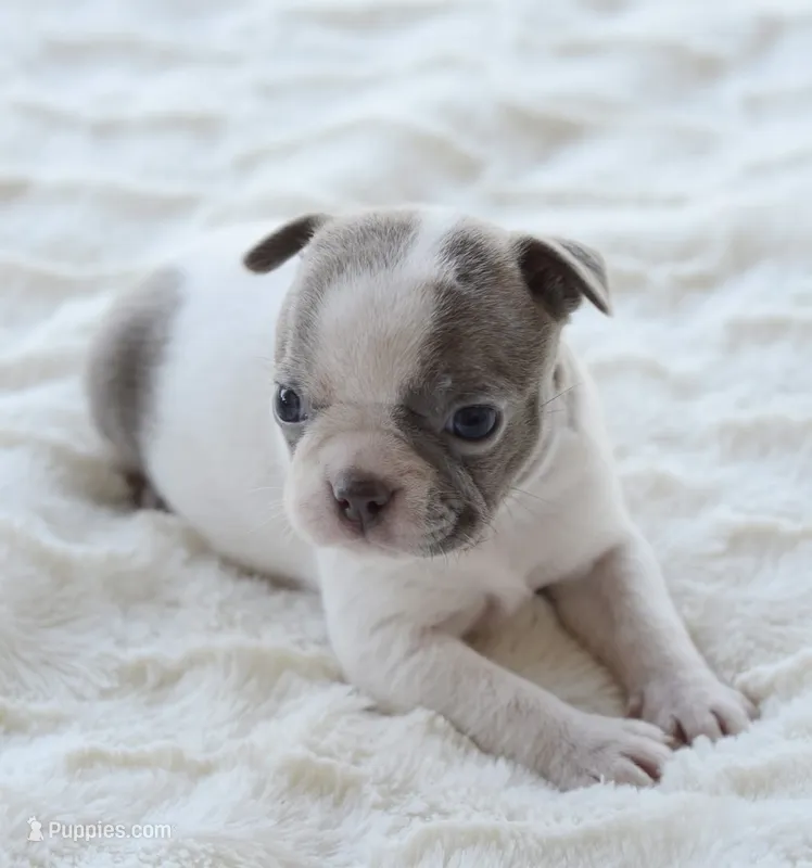 AKC girl 2 – Boston Terrier puppy for sale in Jonesboro, LA