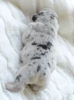 AKC Merle, a male French Bulldog for sale in Jonesboro, LA – 3 of 3