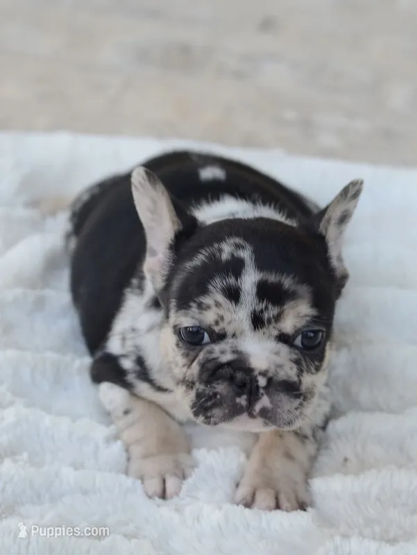 AKC Merle – French Bulldog puppy for sale in Jonesboro, LA