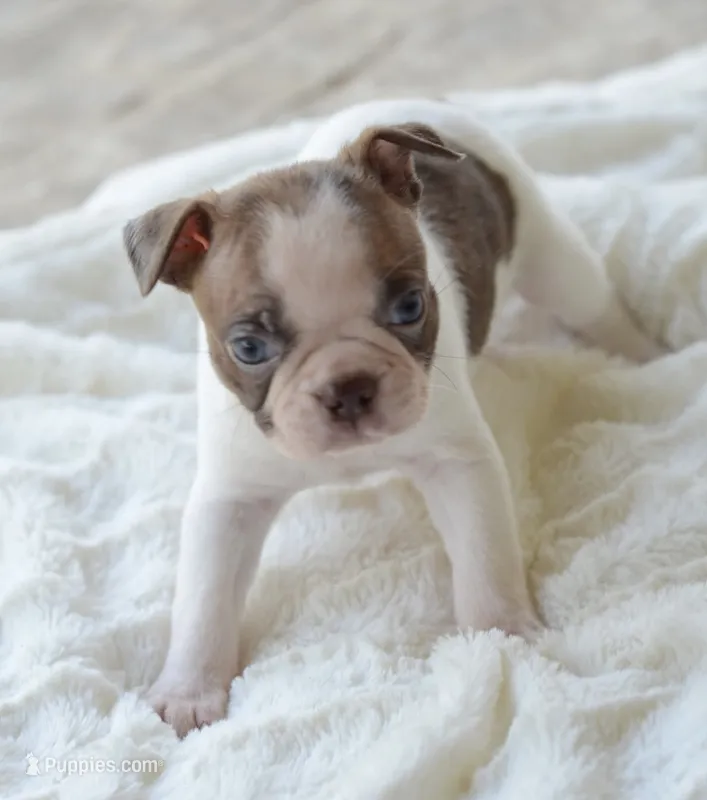 AKC boy 5 – Boston Terrier puppy for sale in Jonesboro, LA