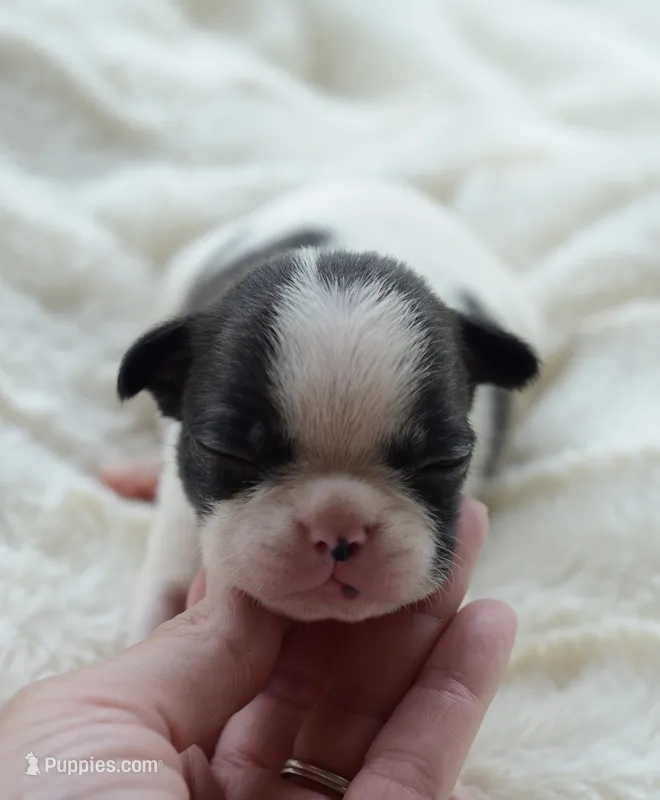 AKC girl 3 – Boston Terrier puppy for sale in Jonesboro, LA