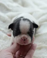 AKC girl 3, a female Boston Terrier for sale in Jonesboro, LA – 6 of 9