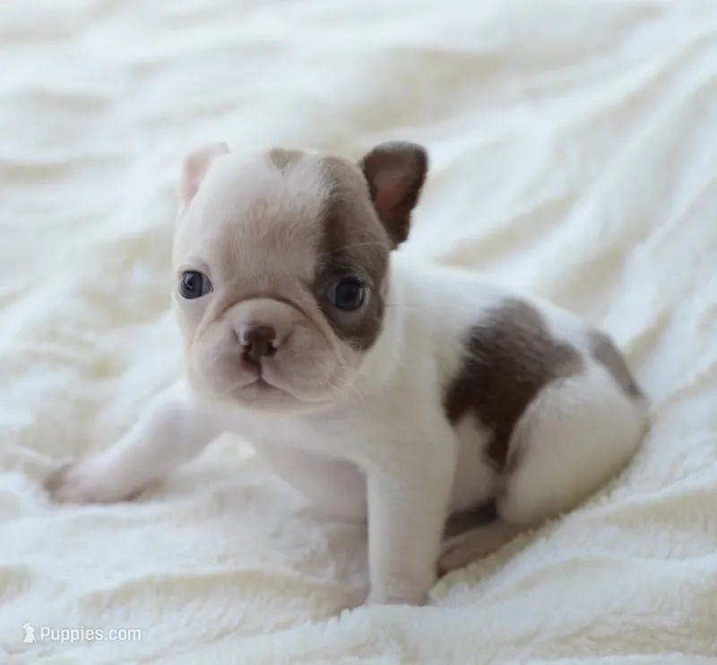 AKC girl 4 – Boston Terrier puppy for sale in Jonesboro, LA