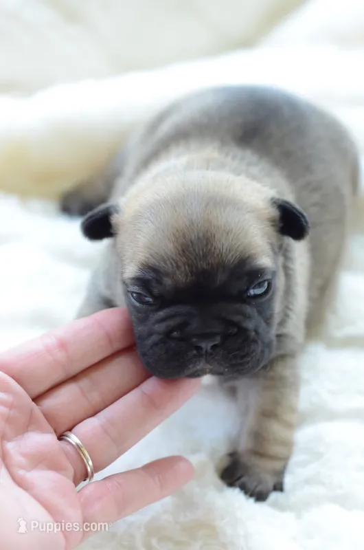 AKC Sable – French Bulldog puppy for sale in Jonesboro, LA