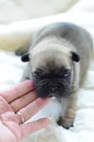 AKC Sable, a male French Bulldog for sale in Jonesboro, LA – 1 of 4