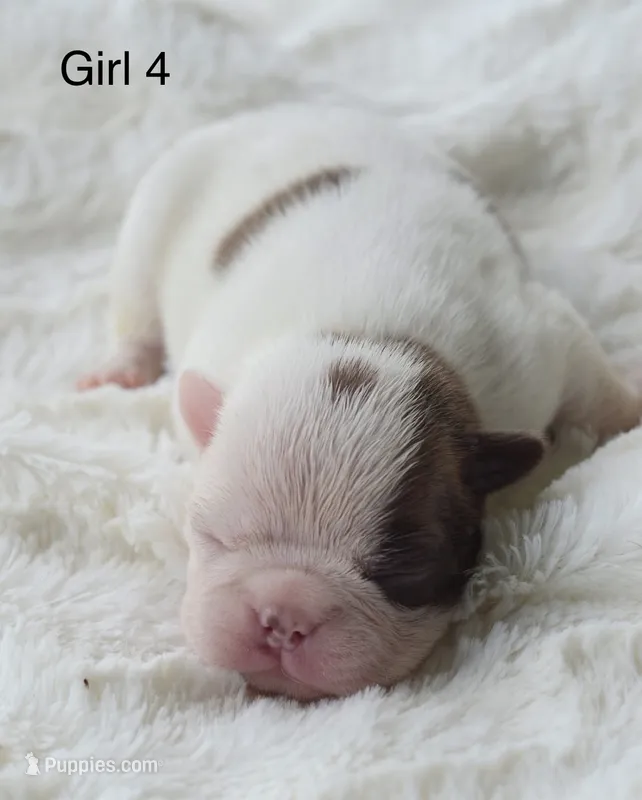 AKC girl 4 – Boston Terrier puppy for sale in Jonesboro, LA