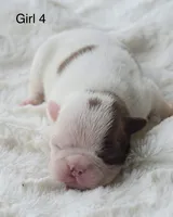 AKC girl 4, a female Boston Terrier for sale in Jonesboro, LA – 1 of 2