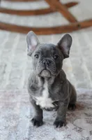 Bluey, a male French Bulldog for sale in Jonesboro, LA – Photo 2 of 5