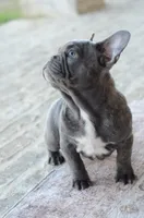 Bluey, a male French Bulldog for sale in Jonesboro, LA – Photo 5 of 5