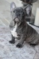 Bluey, a male French Bulldog for sale in Jonesboro, LA – Photo 3 of 5