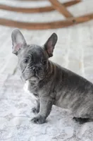 Bluey, a male French Bulldog for sale in Jonesboro, LA – Photo 4 of 5