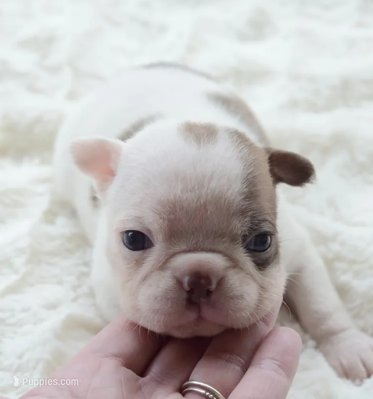 AKC girl 4 – Boston Terrier puppy for sale in Jonesboro, LA