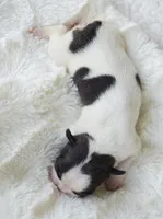 AKC girl 3, a female Boston Terrier for sale in Jonesboro, LA – 2 of 2