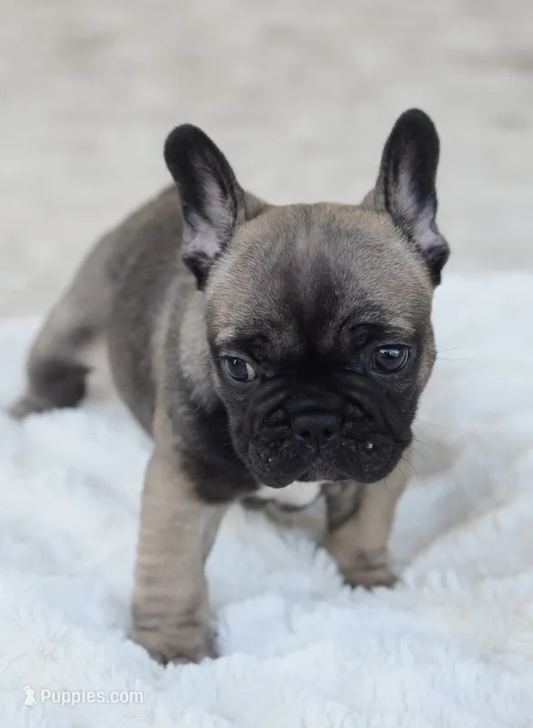 AKC Sable – French Bulldog puppy for sale in Jonesboro, LA