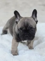 AKC Sable, a male French Bulldog for sale in Jonesboro, LA – 4 of 10