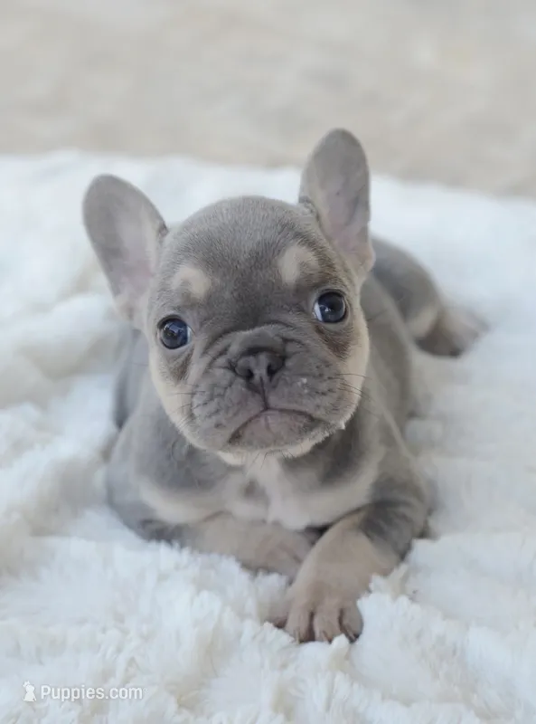 AKC blue – French Bulldog puppy for sale in Jonesboro, LA