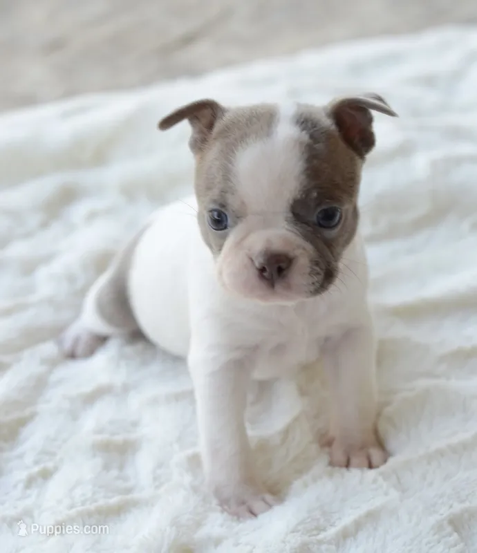 AKC girl 2 – Boston Terrier puppy for sale in Jonesboro, LA