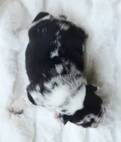 AKC Merle, a male French Bulldog for sale in Jonesboro, LA – 3 of 3