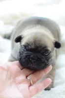 AKC Sable, a male French Bulldog for sale in Jonesboro, LA – 2 of 4