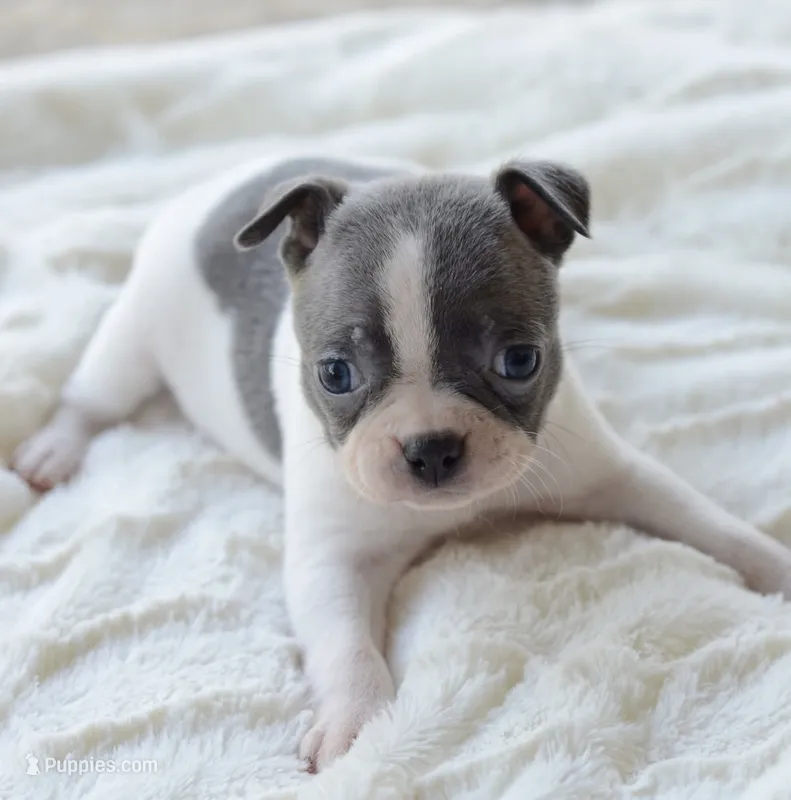 AKC girl 5 – Boston Terrier puppy for sale in Jonesboro, LA