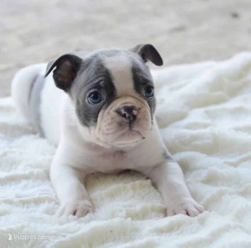 AKC boy 4 – Boston Terrier puppy for sale in Jonesboro, LA