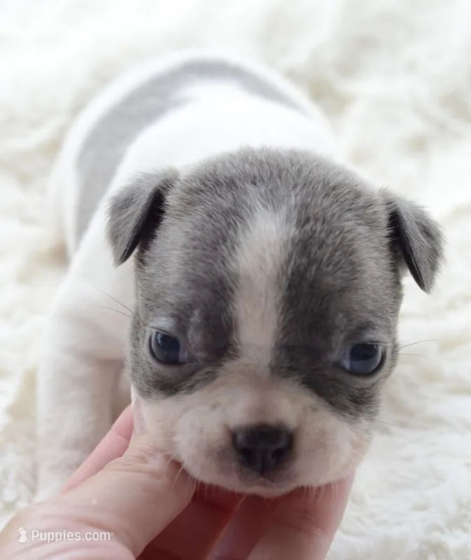 AKC girl 5 – Boston Terrier puppy for sale in Jonesboro, LA
