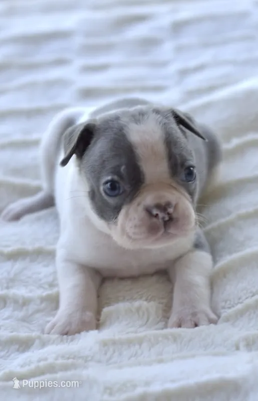 AKC boy 4 – Boston Terrier puppy for sale in Jonesboro, LA