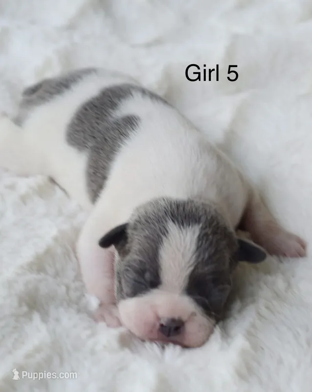 AKC girl 5 – Boston Terrier puppy for sale in Jonesboro, LA