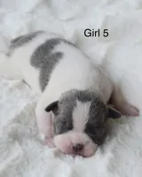 AKC girl 5, a female Boston Terrier for sale in Jonesboro, LA – 1 of 2