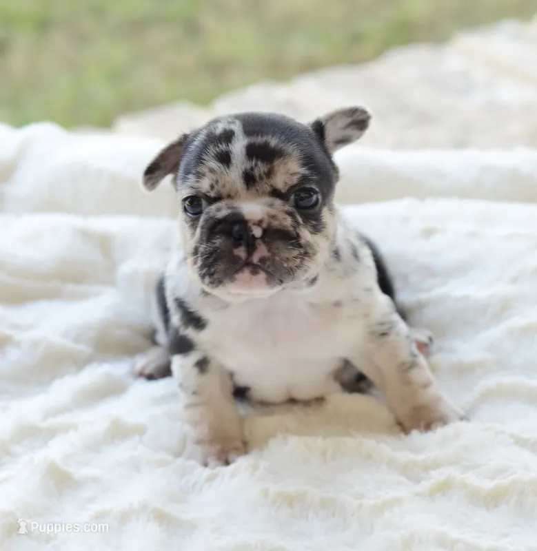 AKC Merle – French Bulldog puppy for sale in Jonesboro, LA