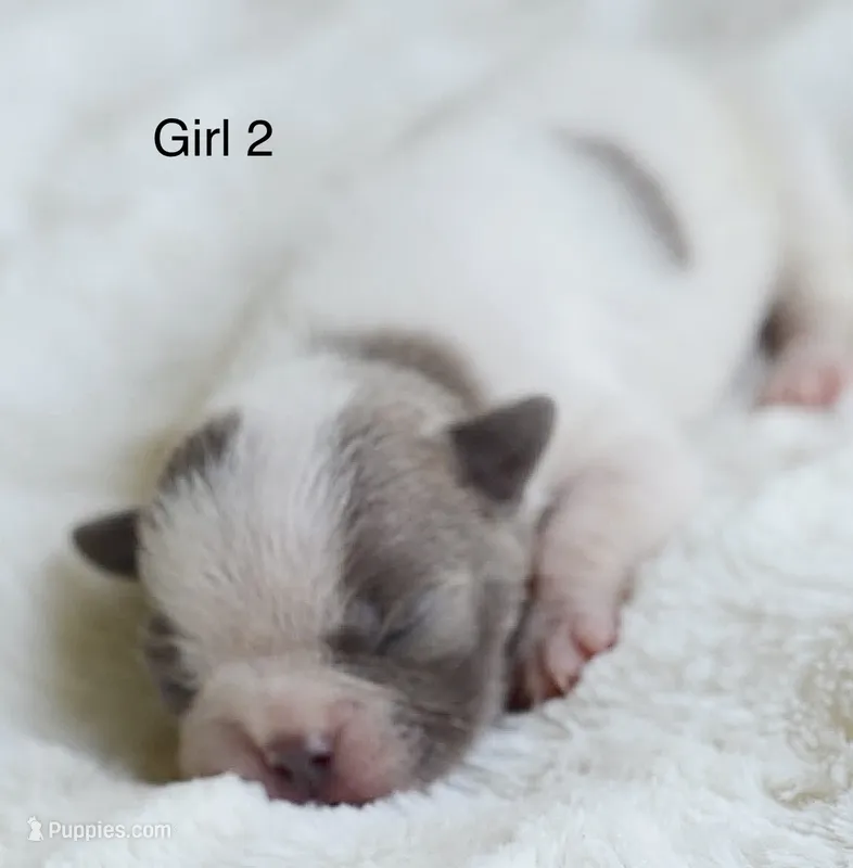AKC girl 2 – Boston Terrier puppy for sale in Jonesboro, LA