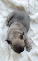 AKC Sable, a male French Bulldog for sale in Jonesboro, LA – 10 of 10