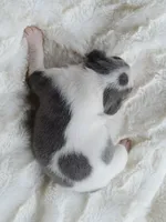 AKC boy 4, a male Boston Terrier for sale in Jonesboro, LA – 7 of 9
