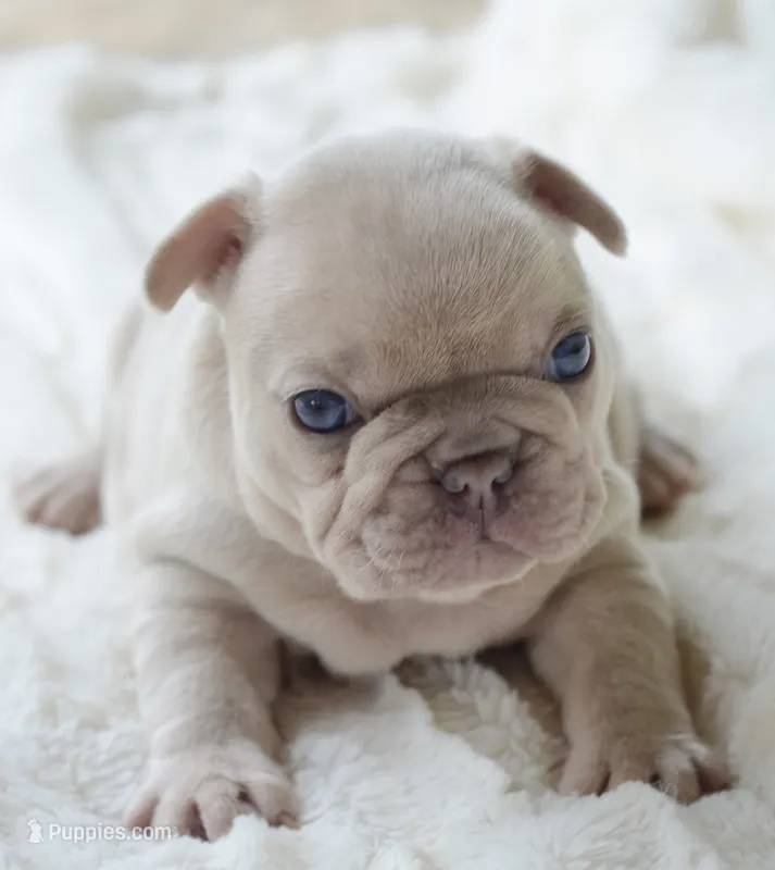 AKC cream Merle – French Bulldog puppy for sale in Jonesboro, LA