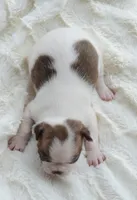 AKC boy 5, a male Boston Terrier for sale in Jonesboro, LA – 7 of 9