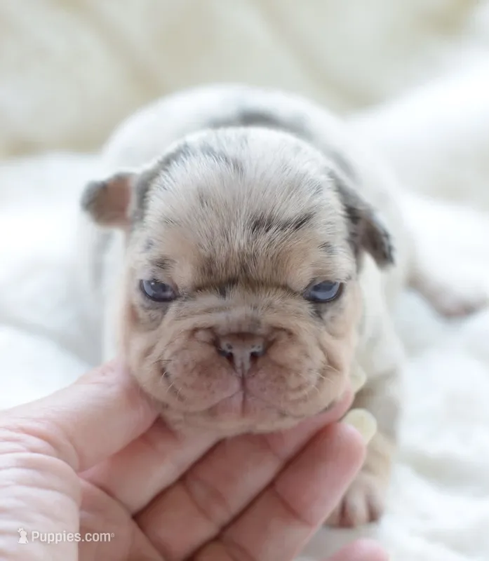 AKC Merle – French Bulldog puppy for sale in Jonesboro, LA