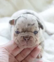 AKC Merle, a male French Bulldog for sale in Jonesboro, LA – 1 of 3