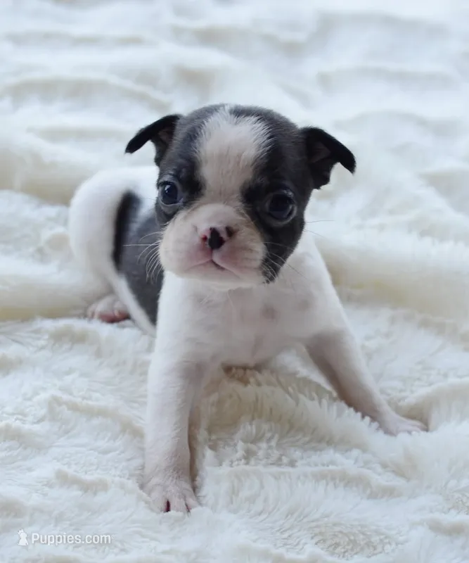 AKC girl 3 – Boston Terrier puppy for sale in Jonesboro, LA