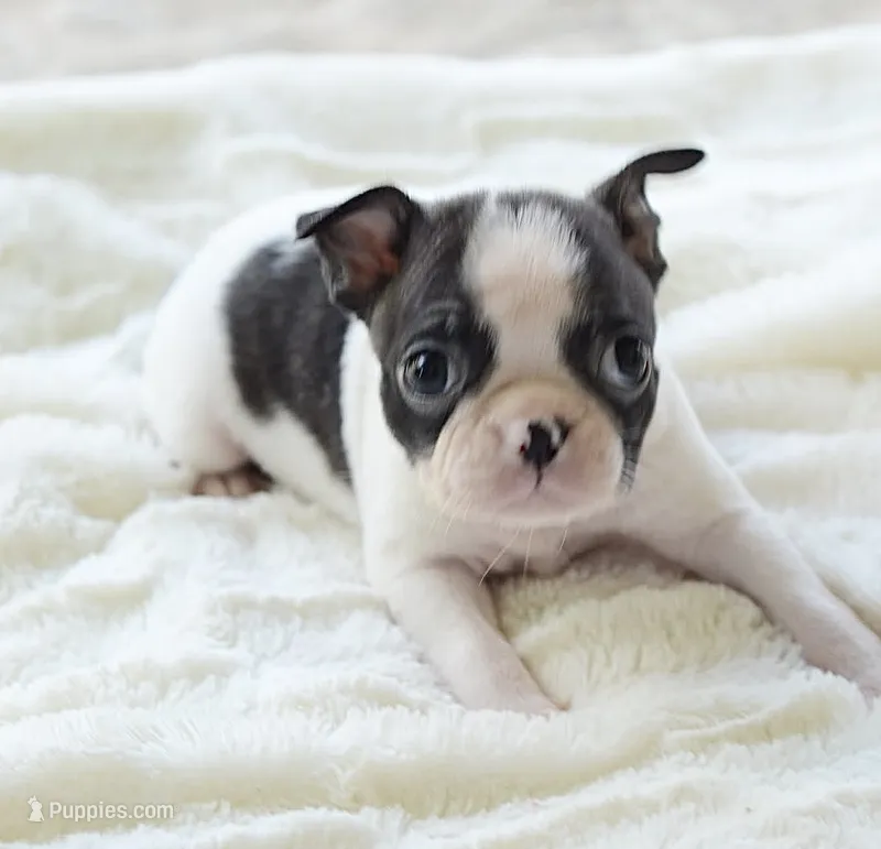 AKC girl 3 – Boston Terrier puppy for sale in Jonesboro, LA