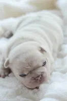AKC cream Merle, a male French Bulldog for sale in Jonesboro, LA – 2 of 3