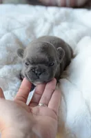 Vixenn, a male French Bulldog for sale in Jonesboro, LA – Photo 3 of 5