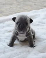 Vixenn, a male French Bulldog for sale in Jonesboro, LA – Photo 1 of 5