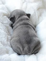 Vixenn, a male French Bulldog for sale in Jonesboro, LA – Photo 5 of 5